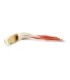 Bait Bahama Lure Jupiter 60-14"