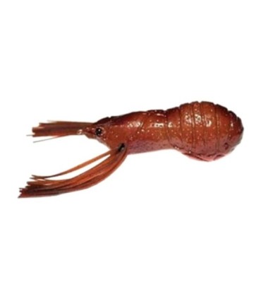 Longasbaits BeCraw