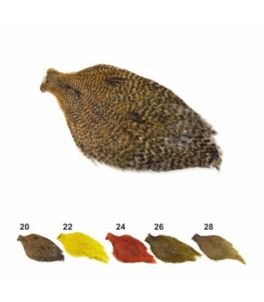 Cuello gallo barreado Chino  colores varios