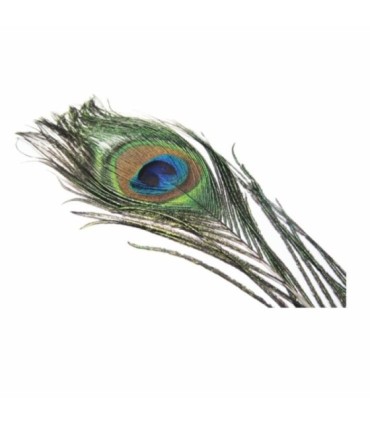 Yeux de paon de différentes couleurs