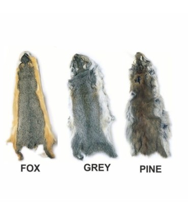Gray squirrel full body