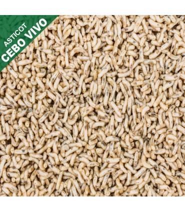 Asticot branco 1 litro