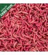 Asticot rouge 1 litre